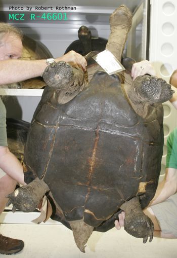 Media type: image; Herpetology R-46601